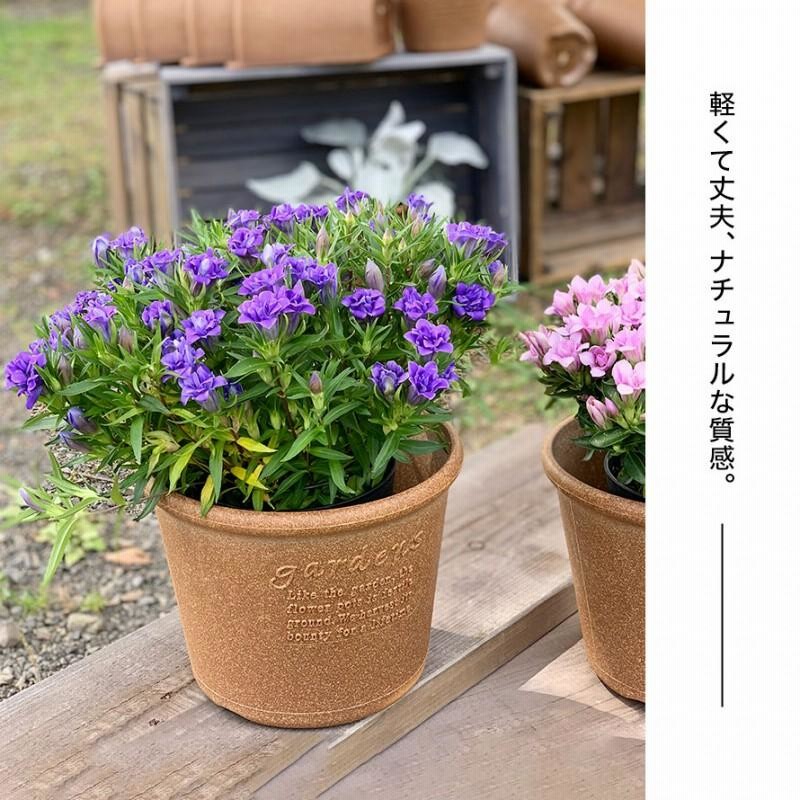 2福岡ブランド紫陽花 レトロパープル 6号鉢 超希少⭐︎入手困難