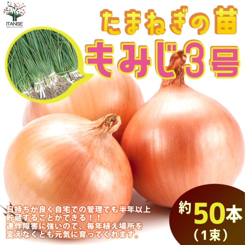 きれい 玉ねぎ 苗 北もみじ2000 北海道 北見産 2000本 - 通販