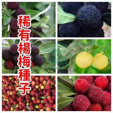 🔥【稀有楊梅種子】臺灣原生種大果楊梅！爆甜多汁，自家陽臺變身迷你果園，限量新鮮採收種子，搶鮮預購中！