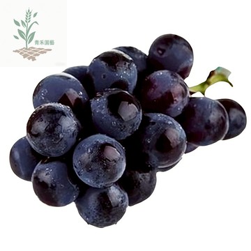 青禾園藝（巨峰葡萄種子）PT-10 葡萄之王~大果黑葡萄~果肉軟~經典日本品種~Kyoho庭院水果種子#Grape