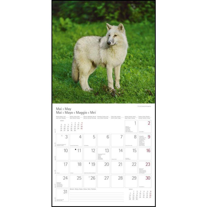 Woelfe Wolves Broschuerenkalender Wandkalender mit herausne