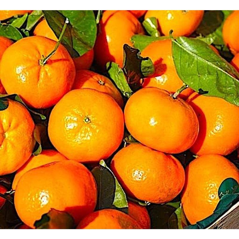 気軽に「温州みかん」約２kg 世界が驚く「Japanese Orange」の美味しさを再発見 専用化粧箱 贈答にも 愛媛ほか旬の産地から