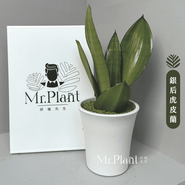 【拈花x研植】銀后虎皮蘭│3.5吋水泥盆│窗邊植物│新手植物│淨化空氣│招財植物│觀葉植物│質感盆栽