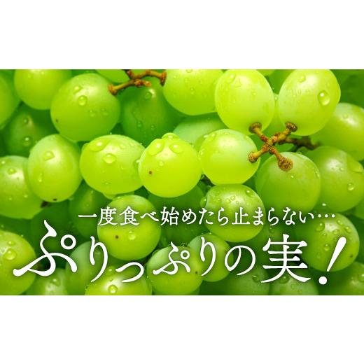 ふるさと納税 島根県 益田市 シャインマスカット　2房