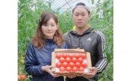 トマト にいな農園SUNすいーと 1.5kg × 1箱 [にいな農園 宮崎県 日向市 452060155] 高糖度 甘い フルーツ とまと 糖度 野菜