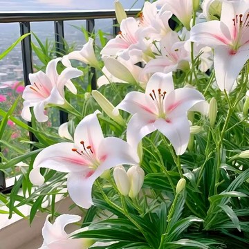 現貨💥香水百合種子大全（250粒）  好養易活 盆栽室內花植物花苗 室內花卉種子 超大顆百合種球種根  濃香百合花種子