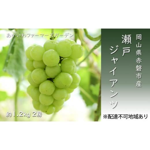 ふるさと納税 岡山県 赤磐市 ぶどう 2024年 先行予約 瀬戸ジャイアンツ 約1.2kg 2房 葡萄 岡山県 赤磐市産 フルーツ 果物 あかいわファーマーズガーデン