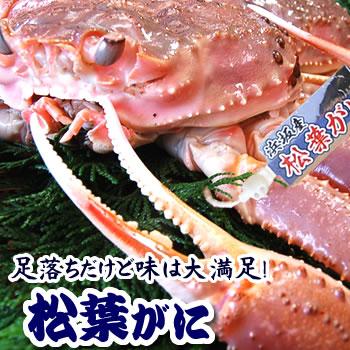 （送料無料）足１本落ち・松葉がに　特大　1.0-1.2kg前後　タグ付き（浜坂産）（松葉ガニ 松葉蟹 松葉かに）（わけあり 訳あり）