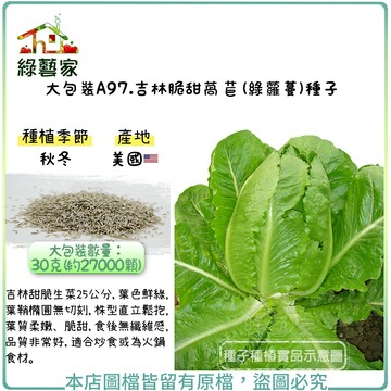 【綠藝家】大包裝A97.吉林脆甜萵苣(綠蘿蔓)種子30克(約27000顆)(吉林甜脆生菜25公分，葉色鮮綠