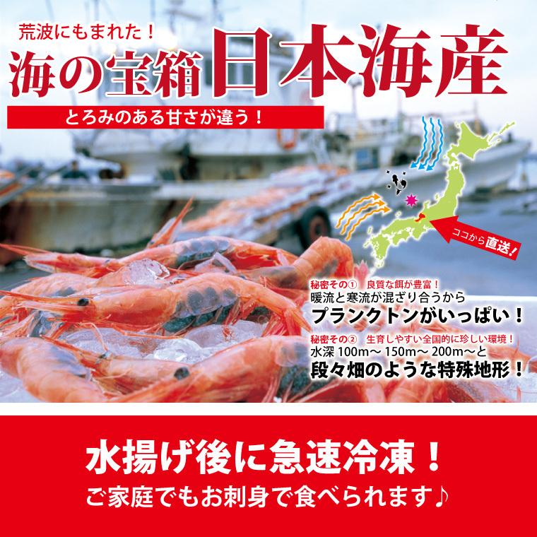 甘エビ 刺身 250g 15-25尾 甘えび 甘海老 あまえび 冷凍 子持ち 子無し サイズ不揃い 福井産 えび 海老 ((冷凍))