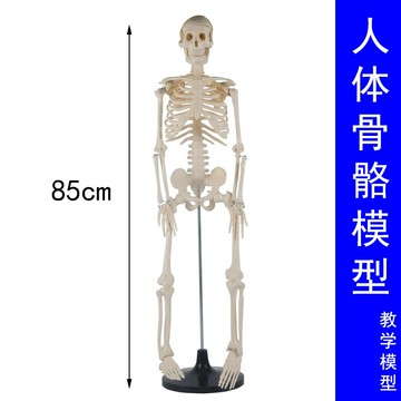 人體骨骼模型(85cm)全身帶支架教學生物實驗可拆卸骨骼骨架J3302