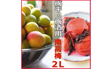 （2L－2Kg）熟南高梅＜2024年6月中旬～7月7日発送予定＞