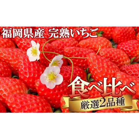 ふるさと納税 いただきいちご園の食べ比べセット 厳選2品種 化粧箱入り 福岡県小郡市