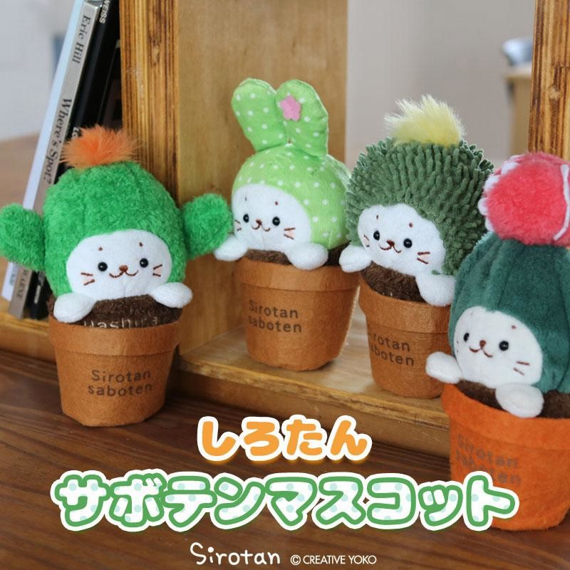 しろたん サボテン マスコット 柱サボテン うちわサボテン きん