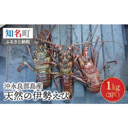 ふるさと納税 鹿児島県 知名町 沖永良部島産！天然の伊勢えび　1kg(3匹)