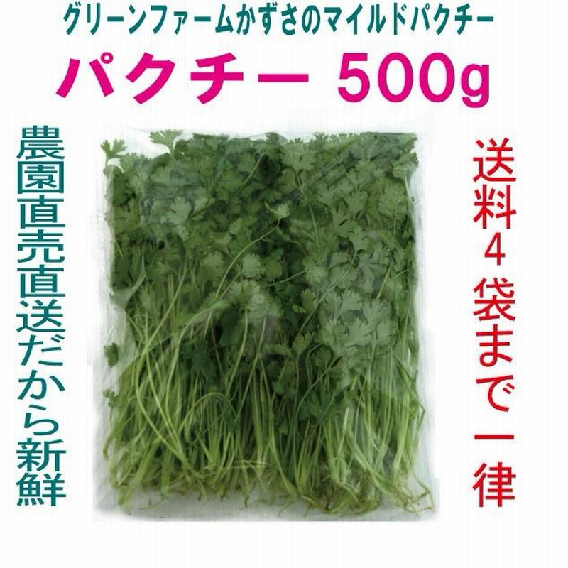 期間限定　パクチー　香菜　新鮮野菜　業務用　大量　卸し　14kg クール便 期間限定 パクチー 香菜 新鮮野菜 業務用 大量 卸し 14kg クール