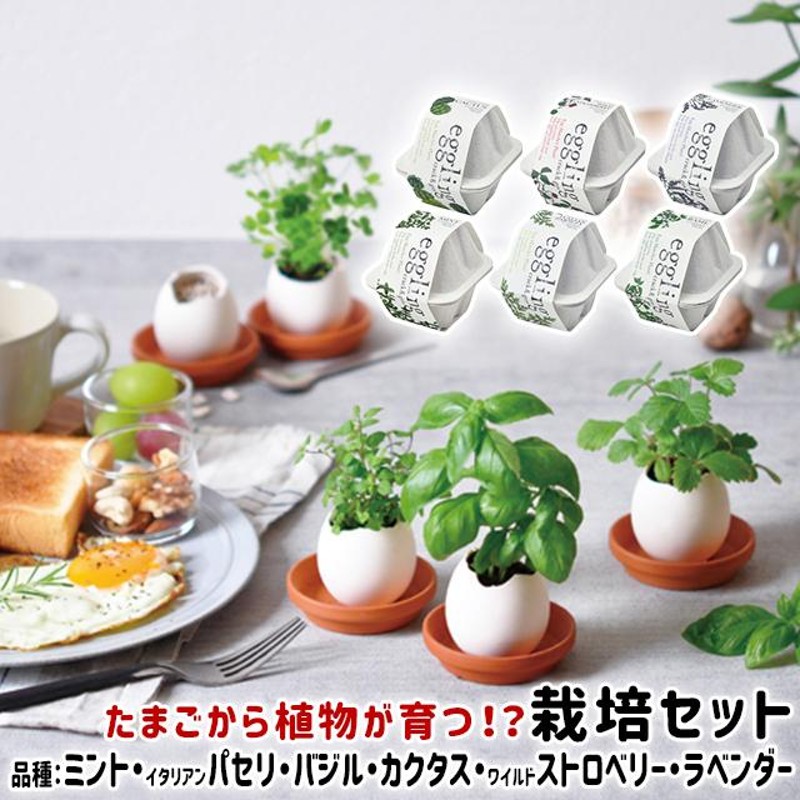 聖新陶芸 eggling eco friendly エッグリング エコフレンドリー EG48