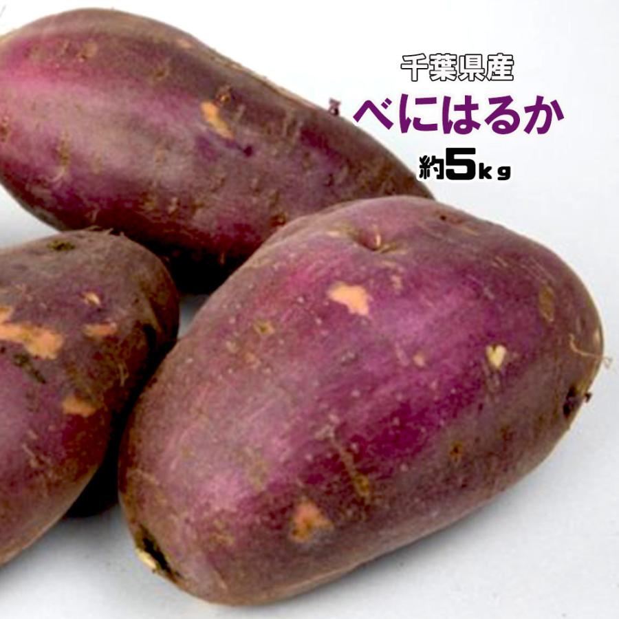 紅はるか 千葉県産 茨城県産 さつまいも 約5ｋｇ 送料無料 M〜3L