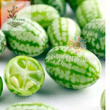 青禾園藝（拇指西瓜種子）Cucamelon  維C高能量高產一株結多瓜 四季種植 陽台盆栽薄皮迷你水果種子#台灣自留種