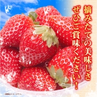 朝摘み完熟 まりひめ 約 1.2kg（300g前後×4トレイ） 池田鹿蔵農園@日高町（池田農園株式会社）《1月上旬-5月中旬頃より順次出荷》和歌山県 日高町 まりひめ いちご 苺