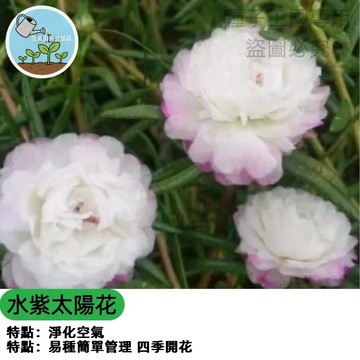 春日水紫重瓣太陽花種子 觀賞向日葵 盆栽切花適用 四季可播 開花持久 新手易種 園藝療癒 蜜源植物