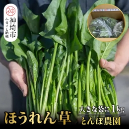 ほうれん草 1kg バラ詰め（大きな袋に1kg）(H091110)