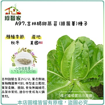 【綠藝家】A97.吉林脆甜萵苣(綠蘿蔓)種子1.7克(約1500顆)