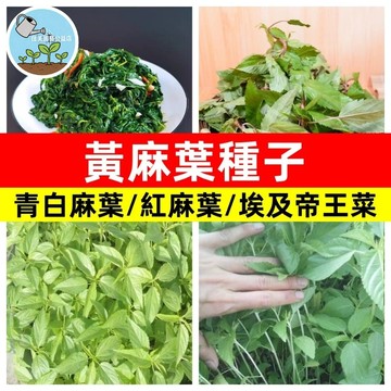 黃麻葉種子 台灣野菜 傳統葉菜 夏日綠葉 家庭菜園 盆栽蔬菜 易種植 食用營養 自種食材  耐熱植物 陽台園藝