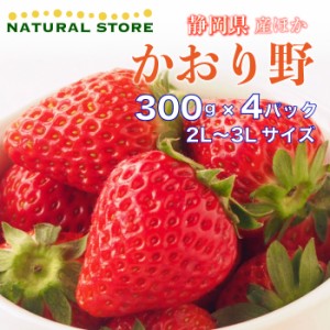 [予約 2024年1月5日-1月30日の納品] かおり野 4パック化粧箱 2L 3Lサイズ 約300g×2パック 静岡県産ほか 苺 いちご かおりの 高糖度 ブラ