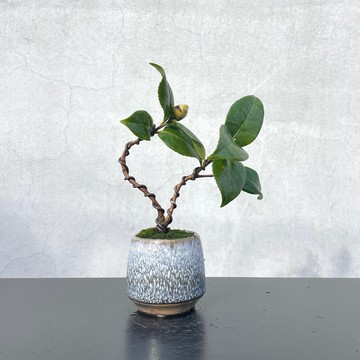 小品盆栽-茶花 送禮 開幕