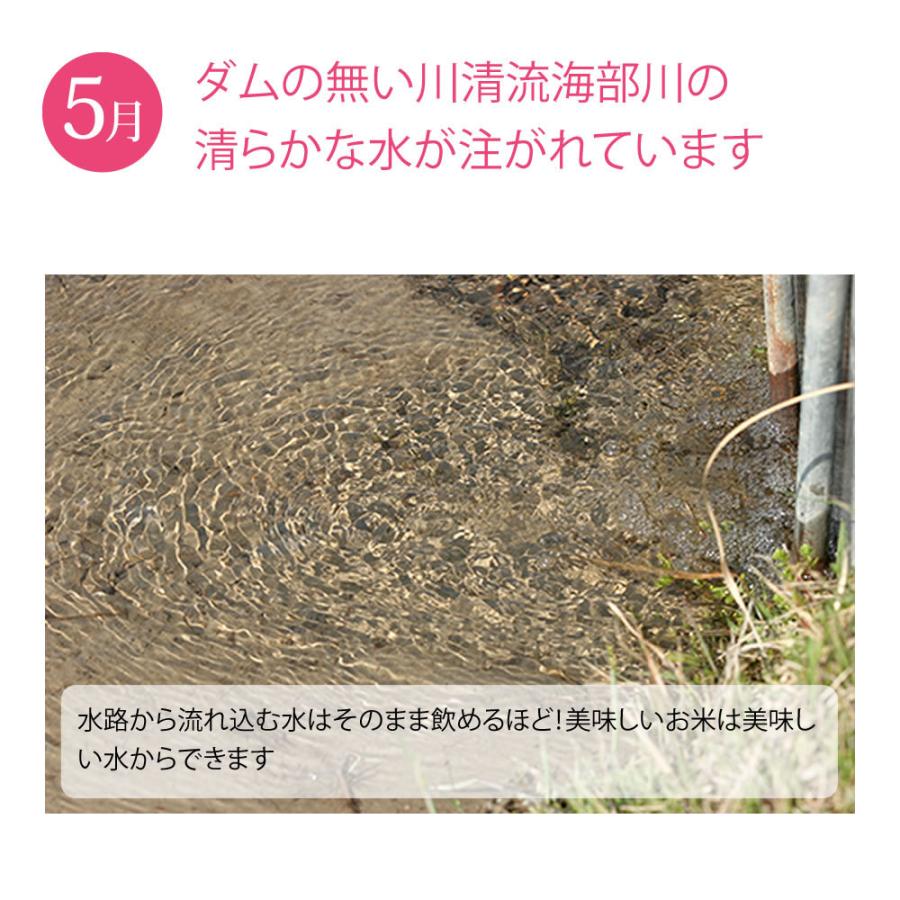 令和4年産 農家自慢のお米 コシヒカリ 5kg（白米）産地直送 徳島県産 新米 検査米