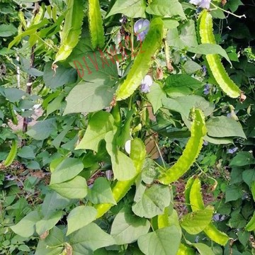 四棱豆種子（5粒）高產四棱豆種子 翼豆 巴布豆 四季豆 新手易種 多買多送 高產種子 四季播種 農家盆栽 蔬菜種子