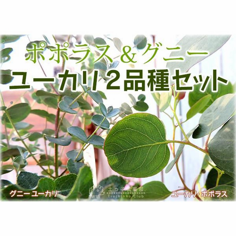 ユーカリ 2品種セット （ ポポラス ＆ グニー ） 10.5cmポット苗