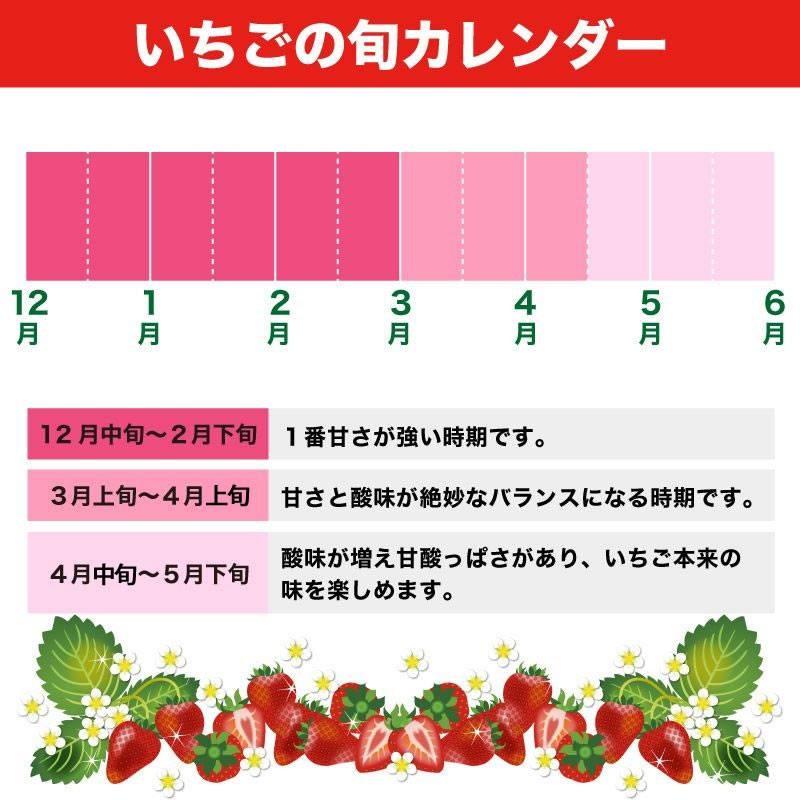 いちご イチゴ 苺 果物 ギフト 旬 フルーツ 品種指定なし  苺まもーるパック 1パック