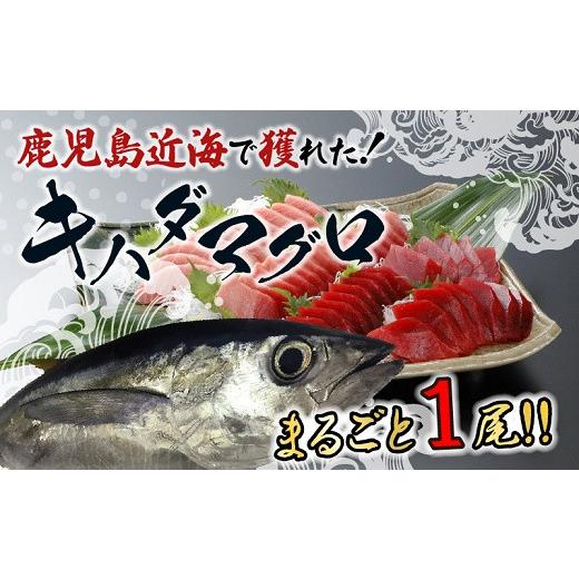 ふるさと納税 鹿児島県 南九州市 008-57 鹿児島近海キハダマグロ1尾