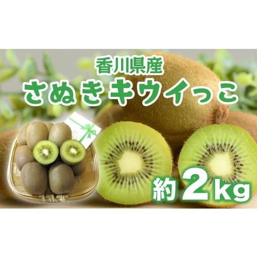 ふるさと納税 香川県 さぬき市  キウイフルーツ キウイ 香川 さぬきキウイっこ 約2kg（約40〜80玉） 国産 さぬき市 キウイ 果物 フルーツ 旬 【 …