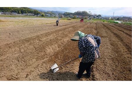 　高知県産　土佐季節の野菜詰め合せセット