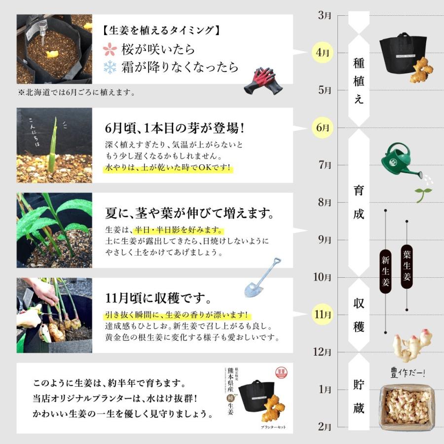 種生姜 熊本県産 無農薬生姜 1kg  プランター5個セット 送料無料 国産 生姜 栽培 たね生姜 生姜の種 種芋