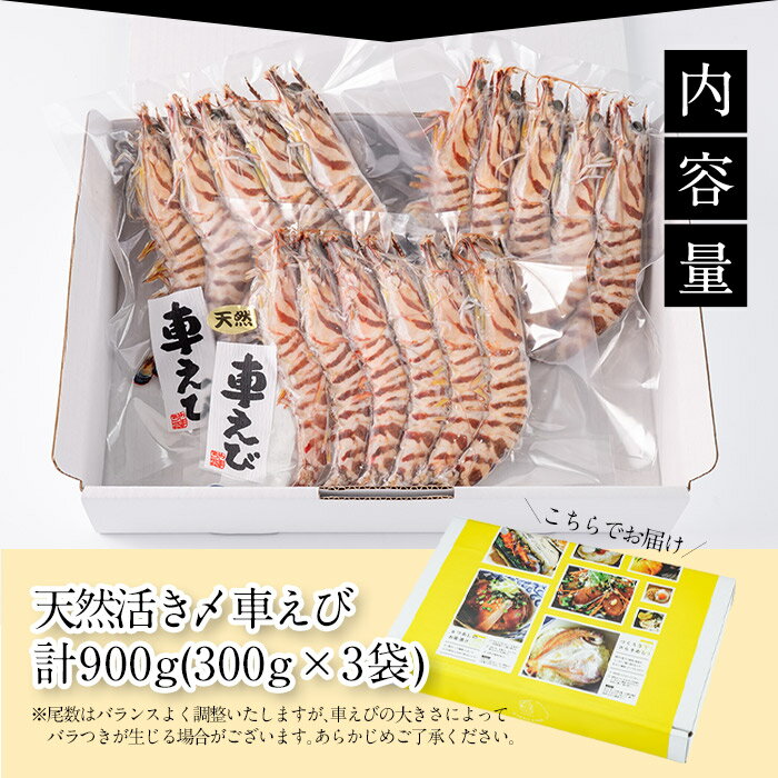 天然 車エビ 生食用 (計900g・300g×3袋) エビ 海老 車海老 冷凍 刺身 さしみ 天ぷら 塩焼 バーベキュー 国産 大分県産 大分県 佐伯市 やまろ渡邉 