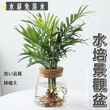 玻璃盆栽 水耕盆控根盆栽 室內植物 觀葉植物 虎尾蘭蔓綠絨琴葉榕圓葉椒草龜背芋竹芋福祿桐毬蘭山蘇黃金葛粗肋草 辦公室小