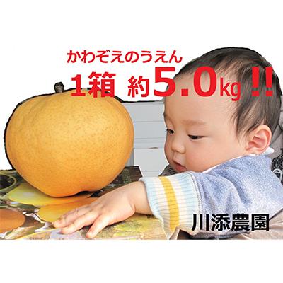 ふるさと納税 唐津市 完熟 愛宕梨5kg ※サイズおまかせ