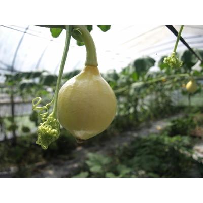 ふるさと納税 ＜定期便Ｂ＞季節の彩り野菜セット（１０回お届け） 高知県梼原町