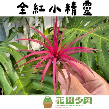 《花田多肉》🌵【全紅小精靈】空氣鳳梨/多肉植物/小精靈/空鳳/懶人植物
