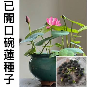 💥【睡蓮 碗蓮種子】（25粒）小型荷花種子 睡蓮種子遇水開花水培睡蓮種子 四季易種 觀賞花卉種子 蓮藕綠植水缸植物5天發