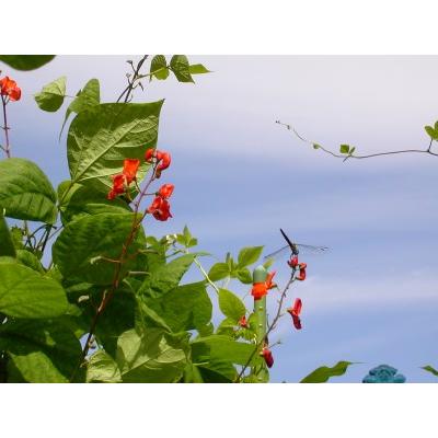 ふるさと納税 花嫁ささげ缶詰め(3缶セット) KBJ001 福島県北塩原村