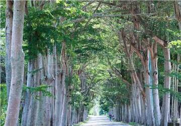 台東醉美都計內方正景觀農地｜台東縣鹿野鄉龍五路