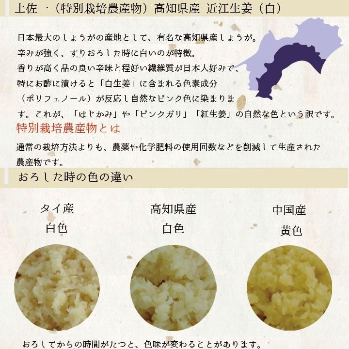 食用 高知県産 特別栽培 近江生姜（白）3kg