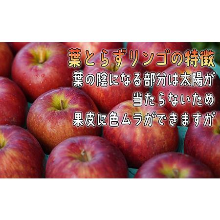 ふるさと納税 1月発送 訳あり 葉とらず サンふじ 約4kg 青森県弘前市