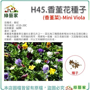 H45.香堇花種子60顆(是布置春季花壇的主要花卉之一)花卉種子.觀賞花卉花卉 花類種子【綠藝家】