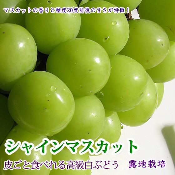 シャインマスカット 人気皮ごと食べれる種無しぶどう 4kg 6-10房 送料無料